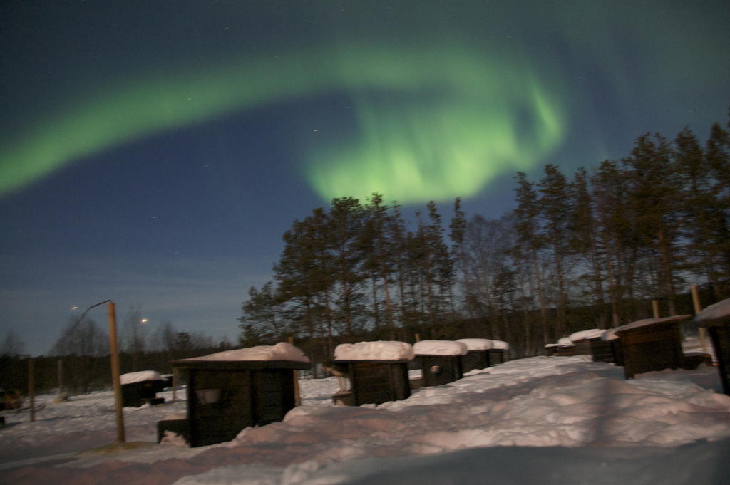 Svanvik Birk Bed & Birds Bed & Breakfast エクステリア 写真